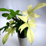 Philodendron Florida Ghost in water