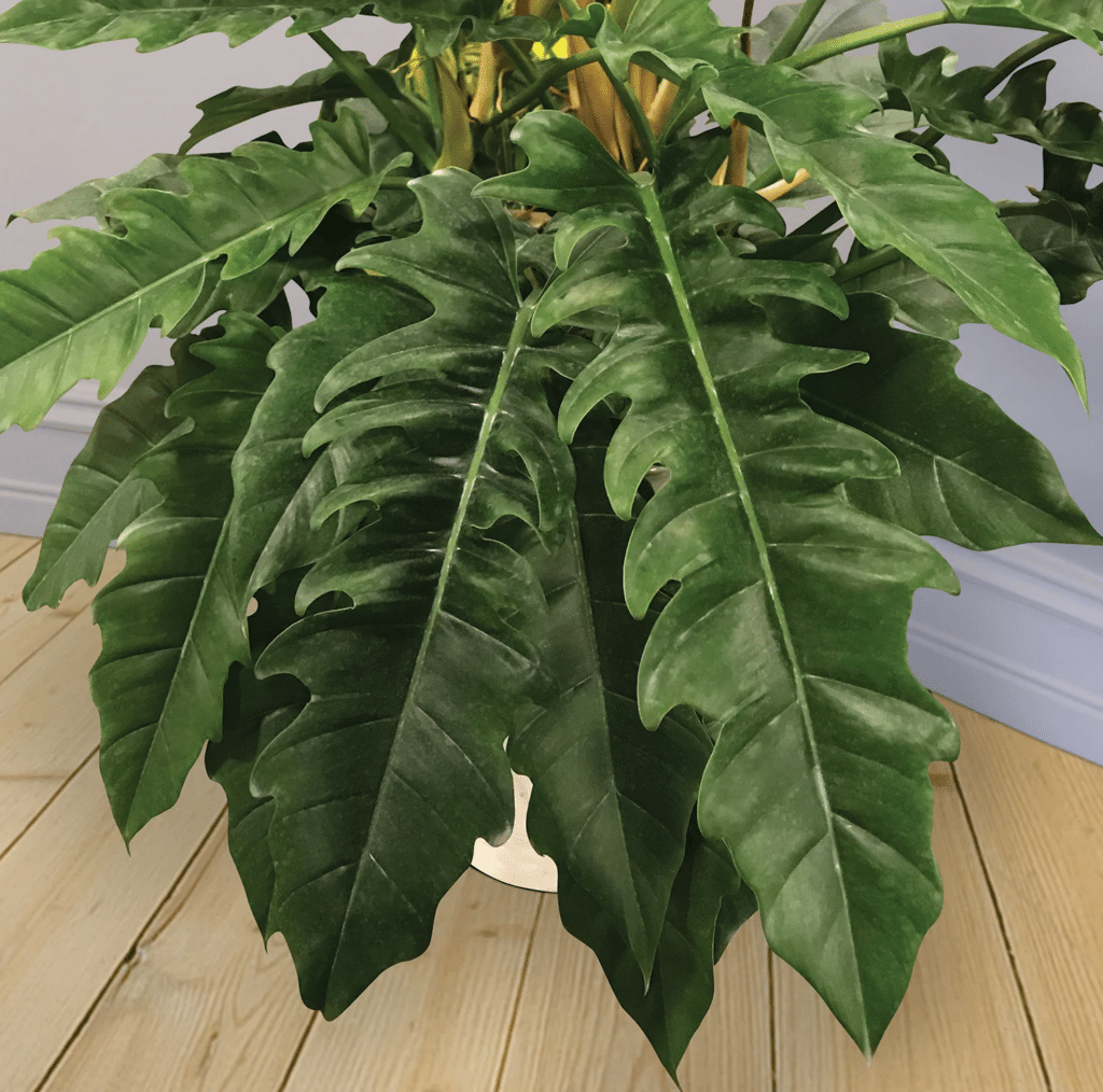 Philodendron Jungle Boogie Care