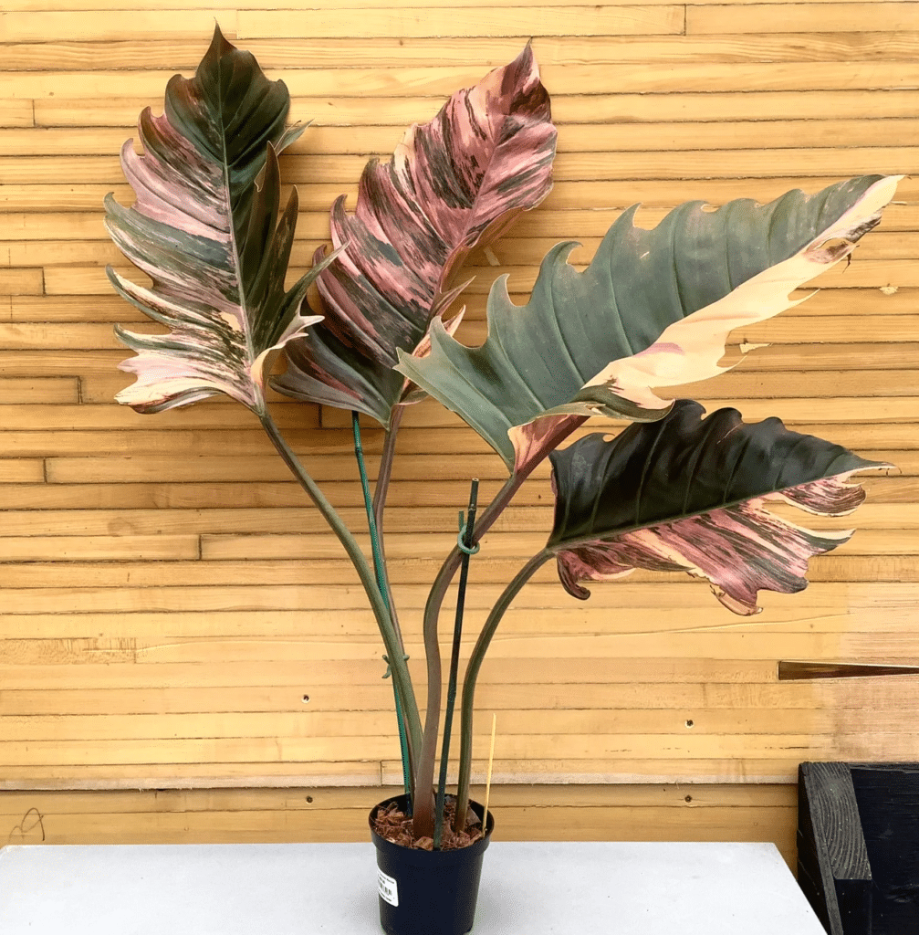 Caramel Marble Philodendron Care