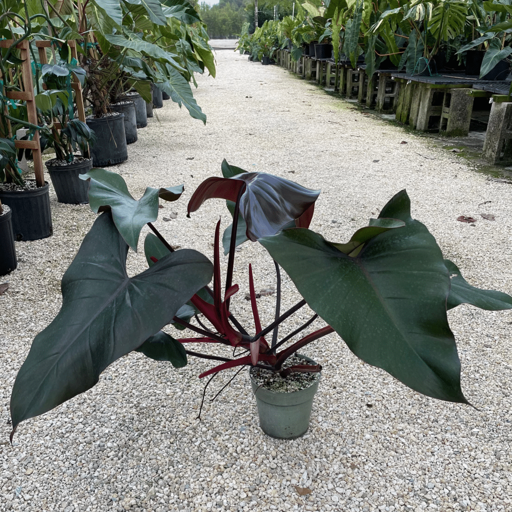 Philodendron Dark Lord Care