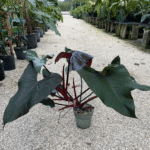 Philodendron Dark Lord's