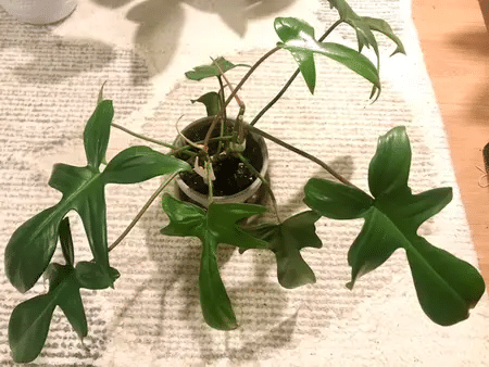 Florida Beauty Philodendron Care