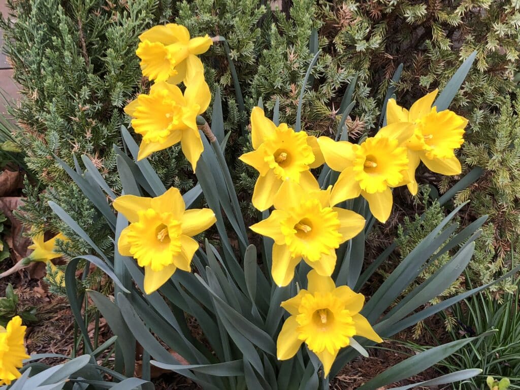 king alfred daffodils