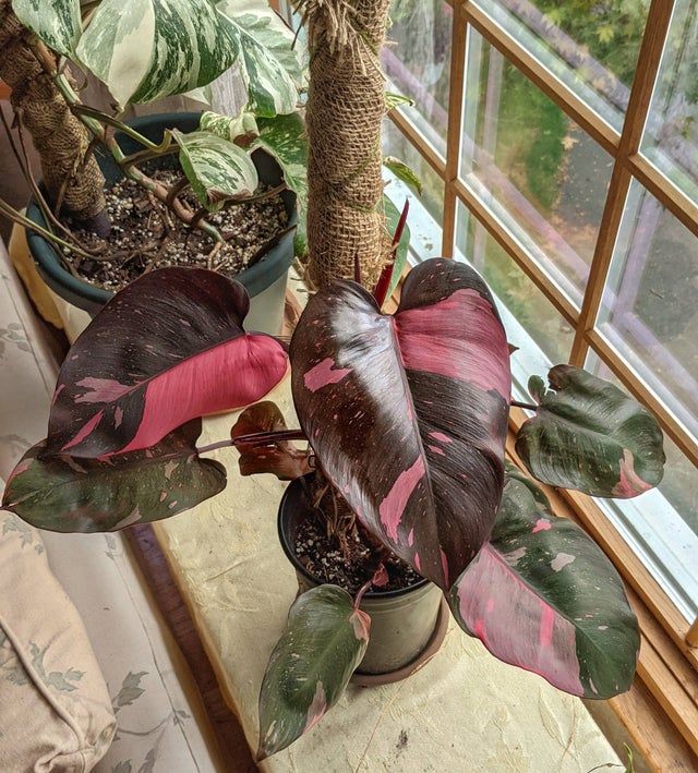 Large Pink Princess Philodendron