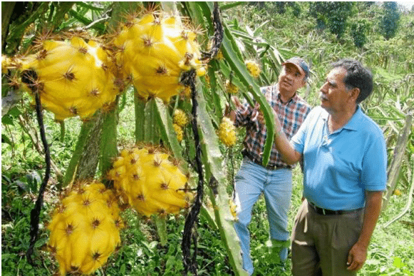 pitaya colombiana