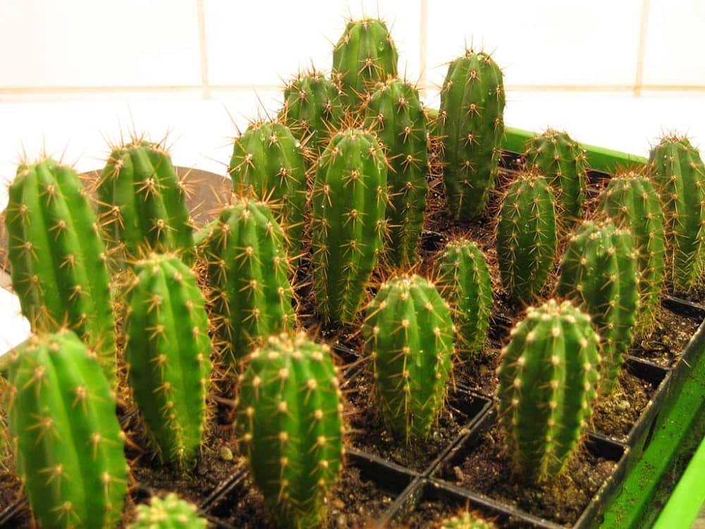pure cactus