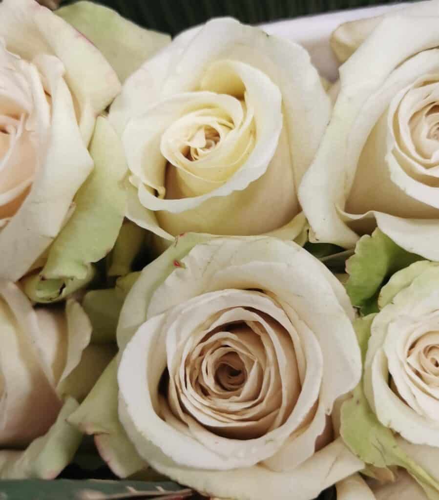 sahara roses