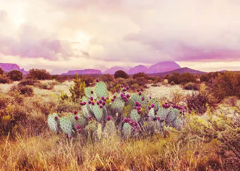 sedona cactus