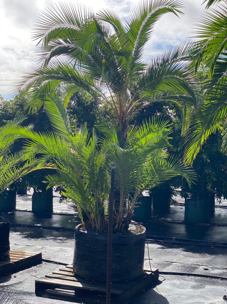 senegal date palm