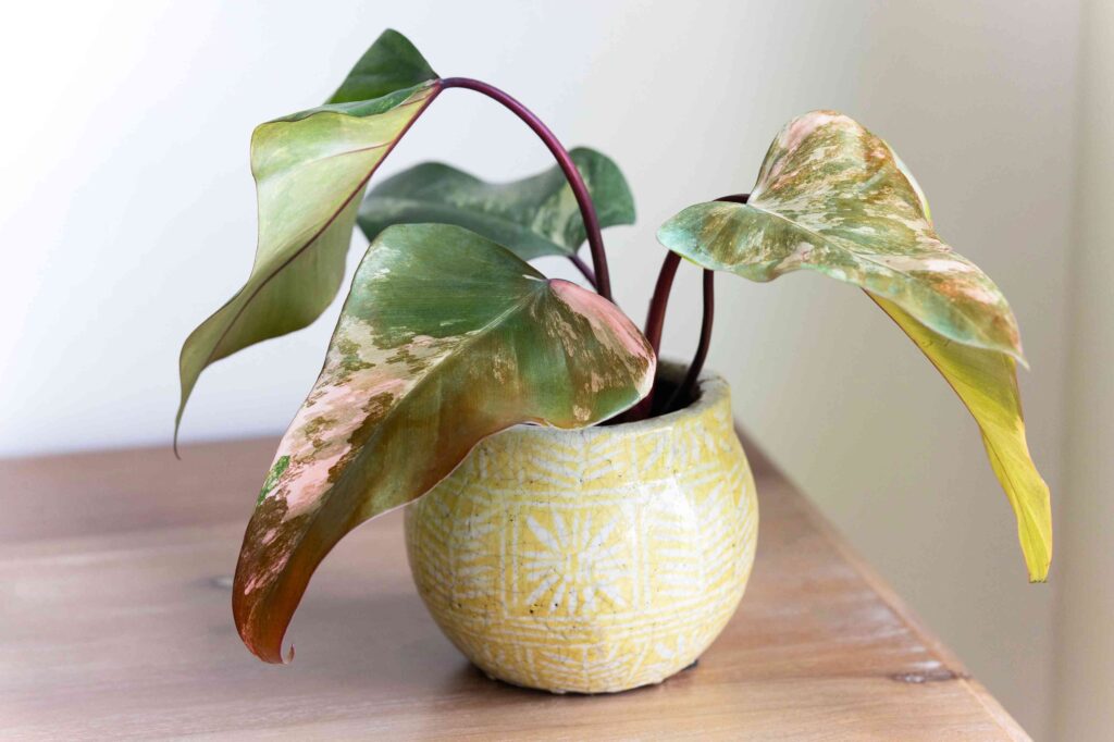 strawberry shake philodendron