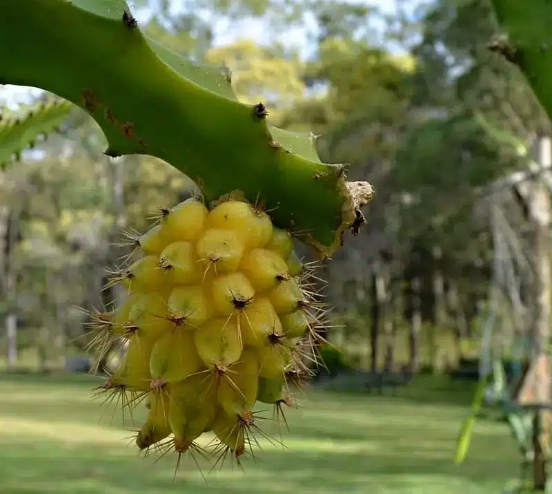 yellow dragon fruit tree