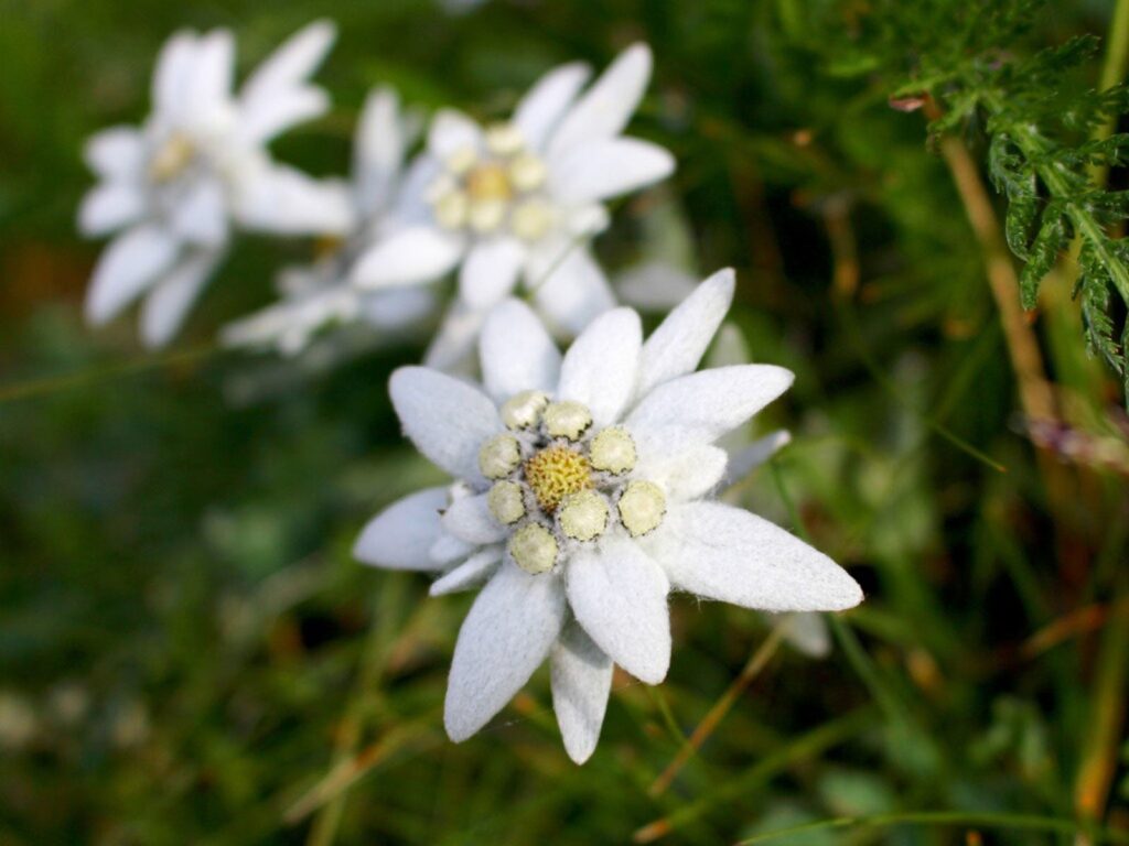 edelweiss plants for sale