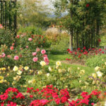 Pink Rose Gardens