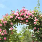 Rose Pink Garden