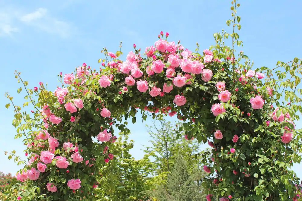 Beautiful Pink Rose Gardens - EmotionXpert